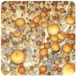 Псилоцибиновые (галлюциногенные)  грибы Psilocybin "Golden Teacher" в Яхроме