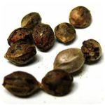 Семена марихуаны АК-47  (Seeds AK-47) в Яхроме